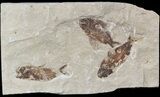 Cretaceous Fossil Fish (Ctenothrissa & Nematonotus) - Lebanon #48531-1
